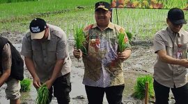 Bupati Jombang Warsubi SH MSi saat turun langsung ke sawah pimpin tanam padi di Dusun Kalimati, Desa Kendalsari, Kecamatan Sumobito. Kamis (10/4/2025) pagi.