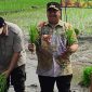 Bupati Jombang Warsubi SH MSi saat turun langsung ke sawah pimpin tanam padi di Dusun Kalimati, Desa Kendalsari, Kecamatan Sumobito. Kamis (10/4/2025) pagi.