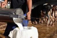 peternakan sapi perah milik Sandi Andriana di Sumedang Jawa Barat.