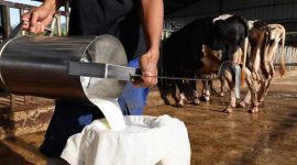 peternakan sapi perah milik Sandi Andriana di Sumedang Jawa Barat.