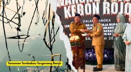 Bupati Jombang Warsubi memberikan potongan tumpeng pertama untuk Wakil Bupati Salman (Foto Apriani Alva). Ilustrasi tanaman tembakau terendam banjir (Foto Freepicrawpixel.com)