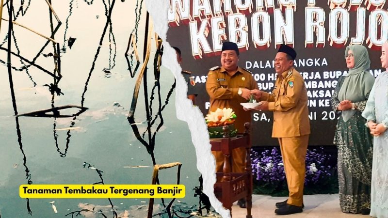 Bupati Jombang Warsubi memberikan potongan tumpeng pertama untuk Wakil Bupati Salman (Foto Apriani Alva). Ilustrasi tanaman tembakau terendam banjir (Foto Freepicrawpixel.com)