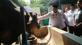 Bupati Jombang Warsubi saat monitoring Pedrosa, seekor sapi jantan jenis Simental Cross Brahman seberat 958 kilogram, yang akan dijadikan hewan kurban Presiden RI Prabowo Subianto untuk Masjid Baitul Mukminin, Jombang. 