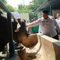 Bupati Jombang Warsubi saat monitoring Pedrosa, seekor sapi jantan jenis Simental Cross Brahman seberat 958 kilogram, yang akan dijadikan hewan kurban Presiden RI Prabowo Subianto untuk Masjid Baitul Mukminin, Jombang. 