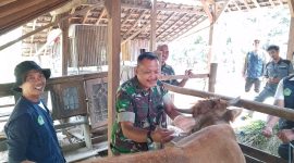 Vaksinasi sapi di Desa Kromong didukung TNI dalam Program TMMD Ke-125.