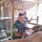 Vaksinasi sapi di Desa Kromong didukung TNI dalam Program TMMD Ke-125.