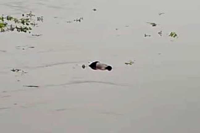 mengapung di sungai brantas jombang