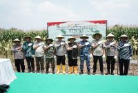 Panen Raya Jagung di Jombang 2025.