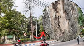 Pohon hampir tumbang di Jalan Dokter Sutomo No.75, Jombatan, Kec. Jombang. (Foto: Apriani Alva)
