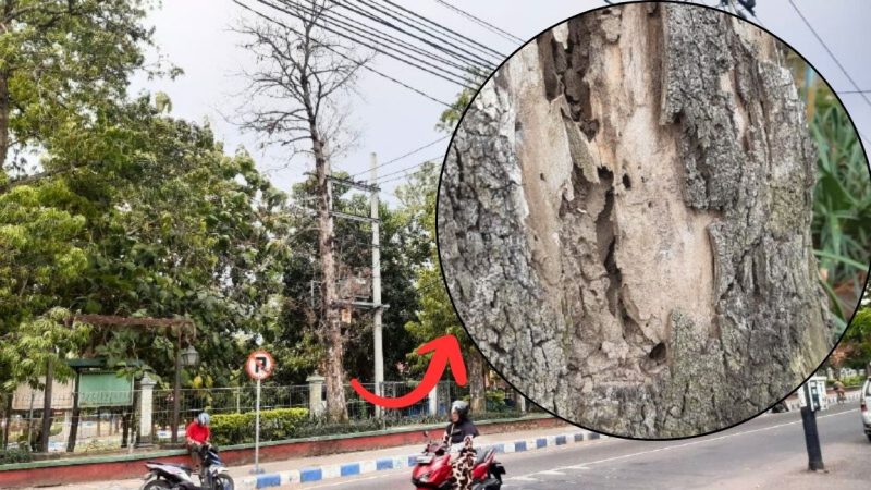Pohon hampir tumbang di Jalan Dokter Sutomo No.75, Jombatan, Kec. Jombang. (Foto: Apriani Alva)