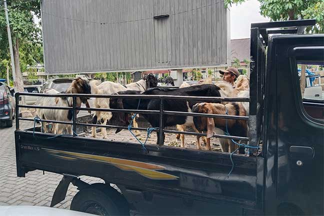kambing hasil curian di polres jombang
