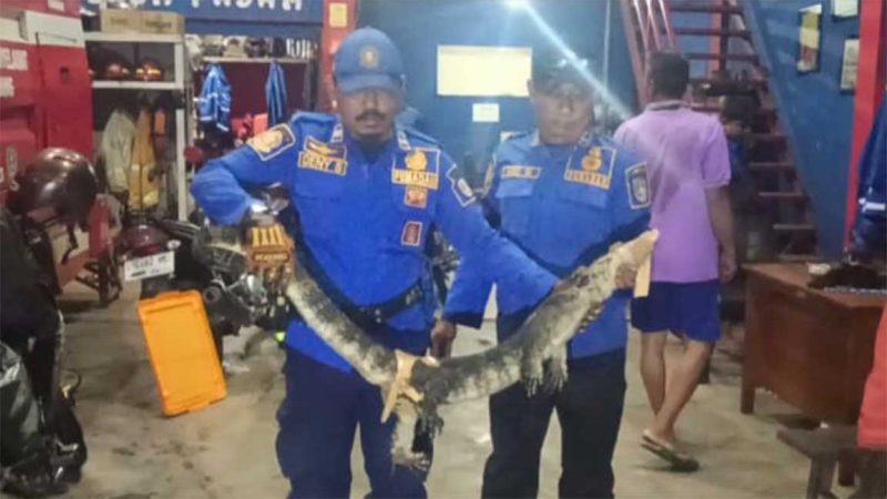 Biawak besar yang masuk ke rumah warga di Mojotrisno, Kecamatan Mojoagung, Jombang, saat dievakuasi petugas Damkar Pos Mojoagung. (Foto: IST)