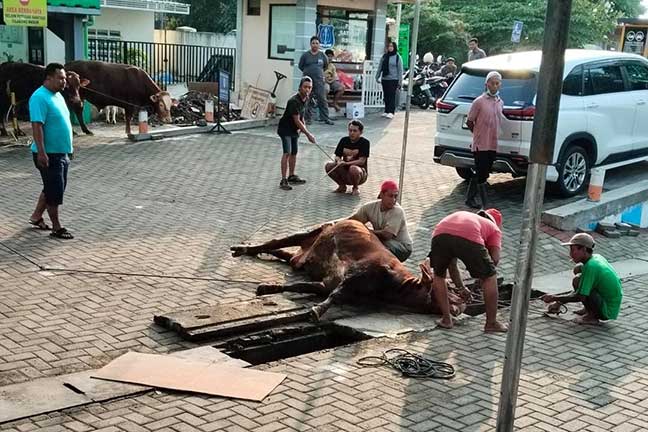 RSUD Jombang kurban di idul adha 1