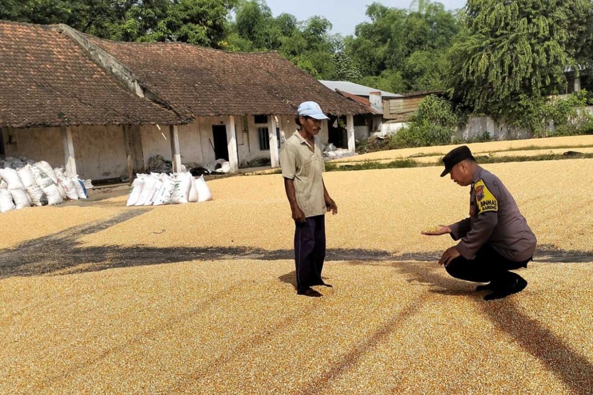 Bhabinkamtibmas Desa Ngampungan, Kecamatan Bareng, Kabupaten Jombang, saat jemur jagung sambil berdialog dengan pemilik jagung.