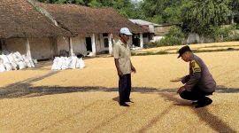 Bhabinkamtibmas Desa Ngampungan, Kecamatan Bareng, Kabupaten Jombang, saat jemur jagung sambil berdialog dengan pemilik jagung.